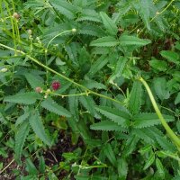 Grande pimprenelle (Sanguisorba officinalis) graines