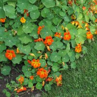 Grande Capucine (Tropaeolum majus) graines