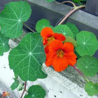 Grande Capucine (Tropaeolum majus) graines