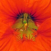 Grande Capucine (Tropaeolum majus) graines