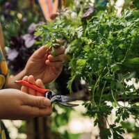 Le bonheur du jardinage urbain - Coffret de multiplication de semences bio pour tous les jardiniers* urbains