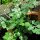 Cerfeuil (Anthriscus cerefolium) graines