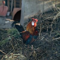 Potager coloré pour les autoconsommateurs - coffret de reproduction de graines bio pour tous les jardiniers*