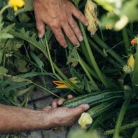 Jardin coloré pour l´autoconsommation - Coffret de multiplication de graines bio pour tous les jardiniers*en herbe