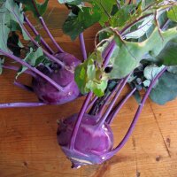 Chou-rave violet Blauer Delikatess (Brassica oleracea...