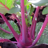 Chou-rave violet Blauer Delikatess (Brassica oleracea var. gongylodes) graines