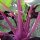 Chou-rave violet Blauer Delikatess (Brassica oleracea var. gongylodes) graines