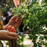 Nos plantes préférées : Légumes pour jardiniers urbains* (bio) - Coffret cadeau de graines