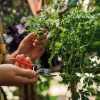 Nos plantes préférées : Légumes pour jardiniers urbains* (bio) - Coffret cadeau de graines