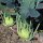 Chou-rave Superschmelz (Brassica oleracea var. gongylodes) graines