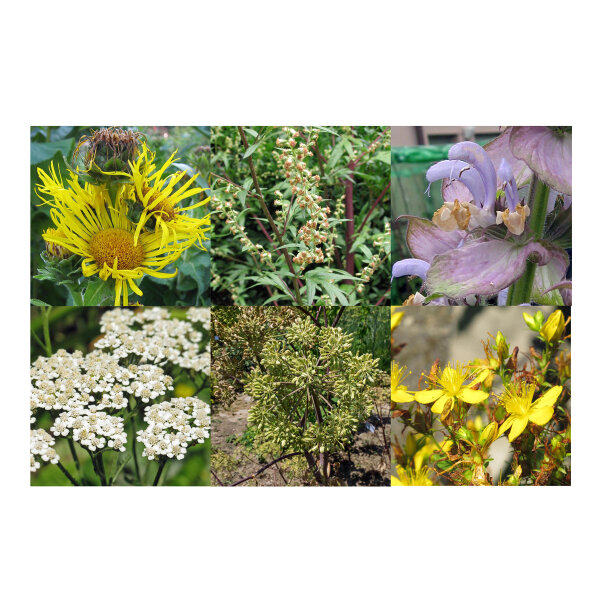 Nos plantes prfres : Plantes mdicinales & herbes  fumer pour les  gurisseurs (Bio) - Kit de graines