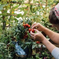 Nos plantes préférées : Un peu de tout (Bio) – Kit de graines