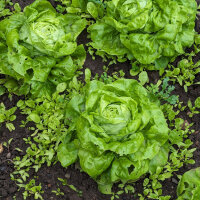 Laitue pommée Neckarriesen / Géante du Neckar (Lactuca sativa) graines