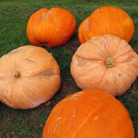 Potiron Gele Centenaar (Cucurbita maxima) graines