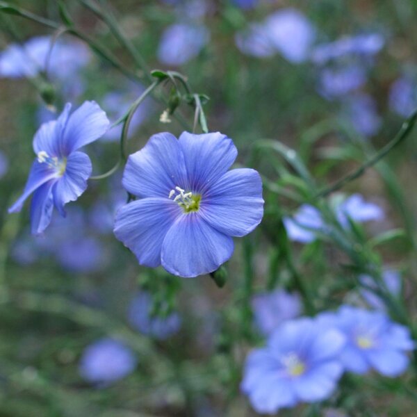 Lin cultivé (Linum usitatissimum) graines