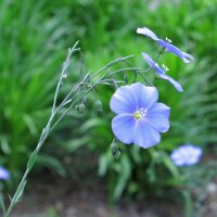 Lin cultivé (Linum usitatissimum) graines