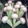 Navet blanc plat Platte Witte Mei (Brassica rapa subsp. rapa var. majalis) graines