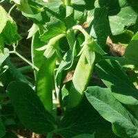Petit pois Merveille de Kelvedon (Pisum sativum L. convar. medullare) graines