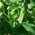 Petit pois Merveille de Kelvedon (Pisum sativum L. convar. medullare) graines