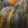 Courge à huile de Styrie Herakles (Cucurbita pepo var. styriaca) graines