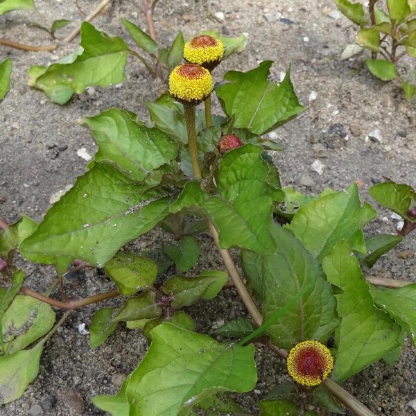 Brède mafane (Spilanthes oleracea) graines