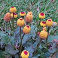 Brède mafane (Spilanthes oleracea) graines