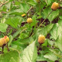 Brède mafane (Spilanthes oleracea) graines