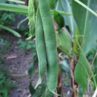 Haricot écarlate Prizewinner (Phaseolus coccineus)...