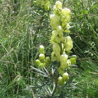 Aconit anthore jaune pâle (Aconitum anthora)