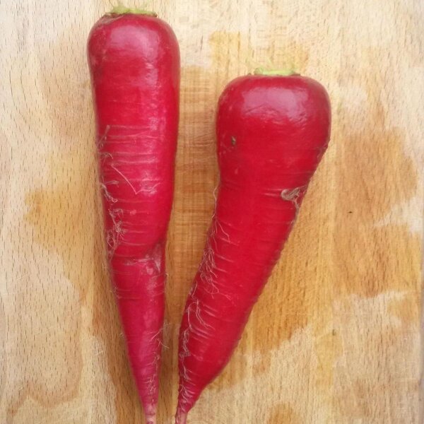 Radis blanc Ostergruß (Raphanus sativus) graines