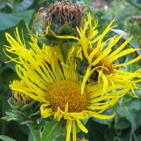 Grande Aunée (Inula helenium) graines