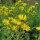 Grande Aunée (Inula helenium) graines