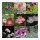 Rêve de jardin rose - Coffret cadeau de graines