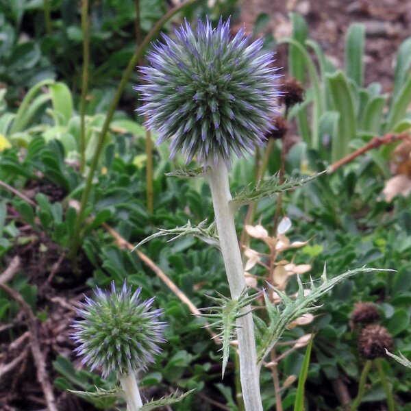 LAzurite / oursin bleu (Echinops ritro)  graines