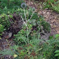 LAzurite / oursin bleu (Echinops ritro)  graines