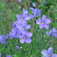 Lin vivace (Linum perenne)  graines