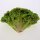 Laitue à couper Lollo Bionda (Lactuca sativa var. crispa) graines