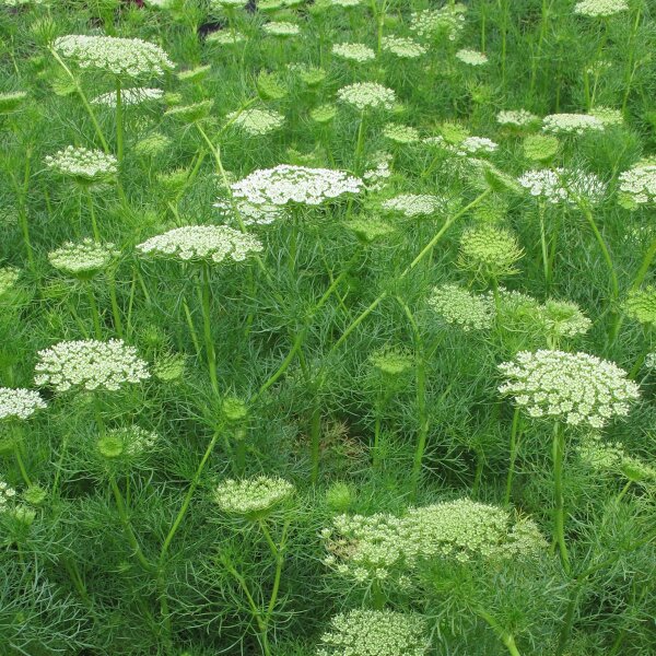 Khella / Herbe-aux-Cure-dents (Ammi visnaga)  graines