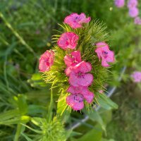 Lœillet de poète / œillet barbu Sweet William (Dianthus barbatus) graines