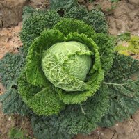 Chou frisé Vertus (Brassica oleracea convar. capitata var. sabauda L.) graines