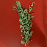 Pérovskie à feuilles dArroche (Perovskia atriplicifolia) graines