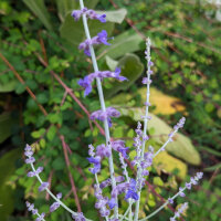 Pérovskie à feuilles dArroche (Perovskia atriplicifolia) graines