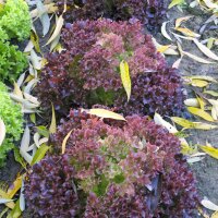 Laitue à couper Lollo Rossa (Lactuca sativa var....