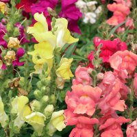 Gueule-de-lion (Antirrhinum majus)  graines