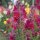 Gueule-de-lion (Antirrhinum majus)  graines