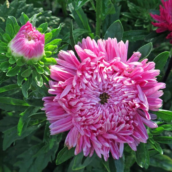 Aster de Chine (Callistephus chinensis) graines