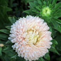 Aster de Chine (Callistephus chinensis) graines