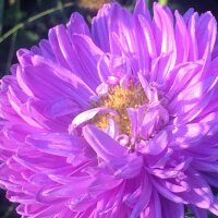 Aster de Chine (Callistephus chinensis) graines