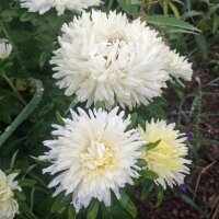 Aster de Chine (Callistephus chinensis) graines