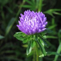 Aster de Chine (Callistephus chinensis) graines